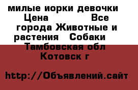 милые иорки девочки › Цена ­ 15 000 - Все города Животные и растения » Собаки   . Тамбовская обл.,Котовск г.